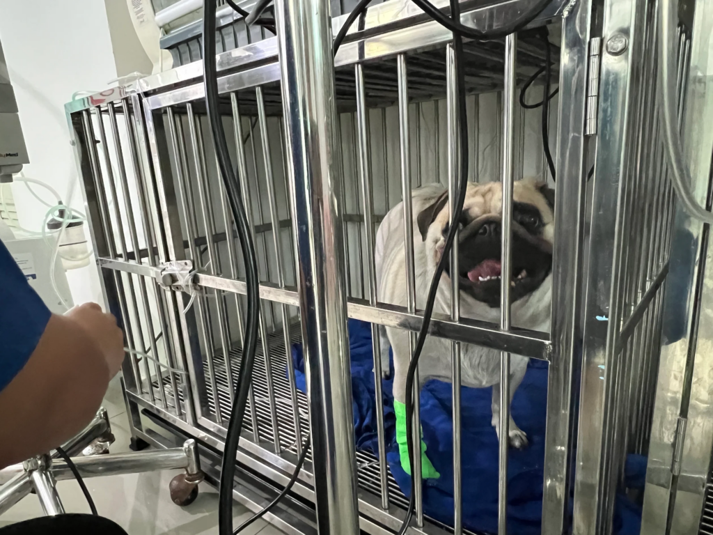 파타야 반려동물 병원 진료 환경