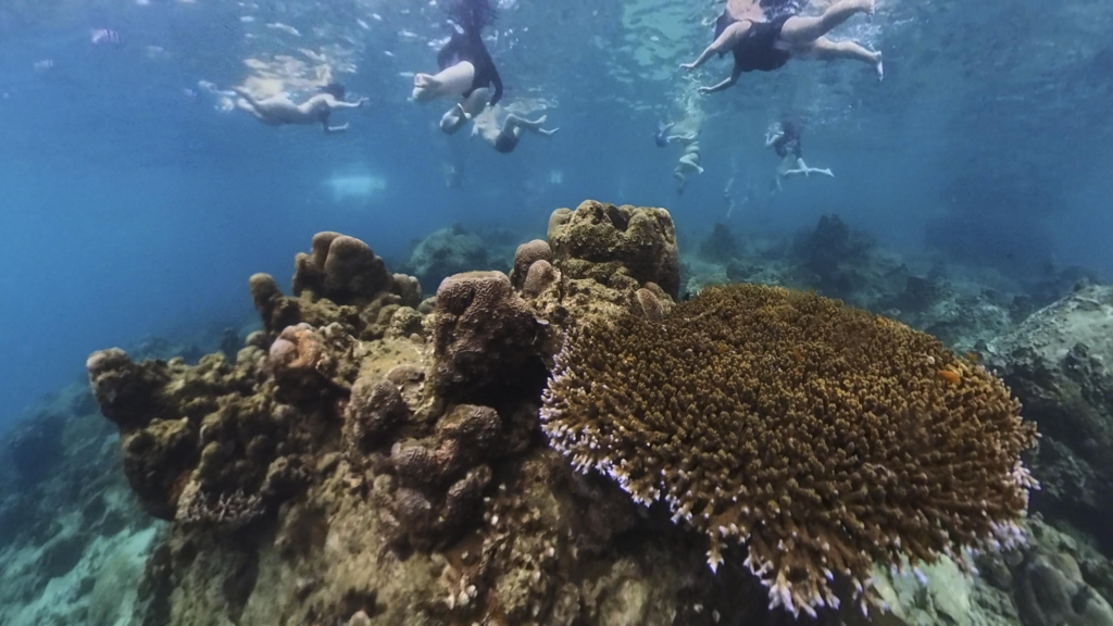 파타야 니모섬 니모 물고기