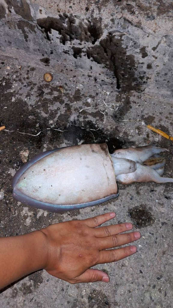 파타야 나끄아 방파제에서 잡은 갑오징어