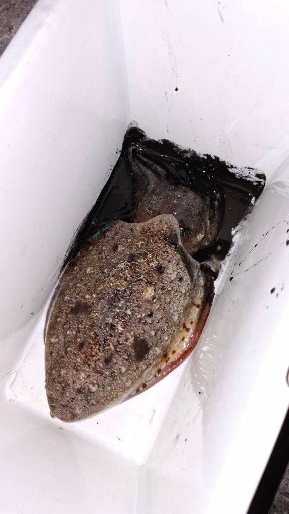 파타야 나끄아 방파제에서 잡은 갑오징어