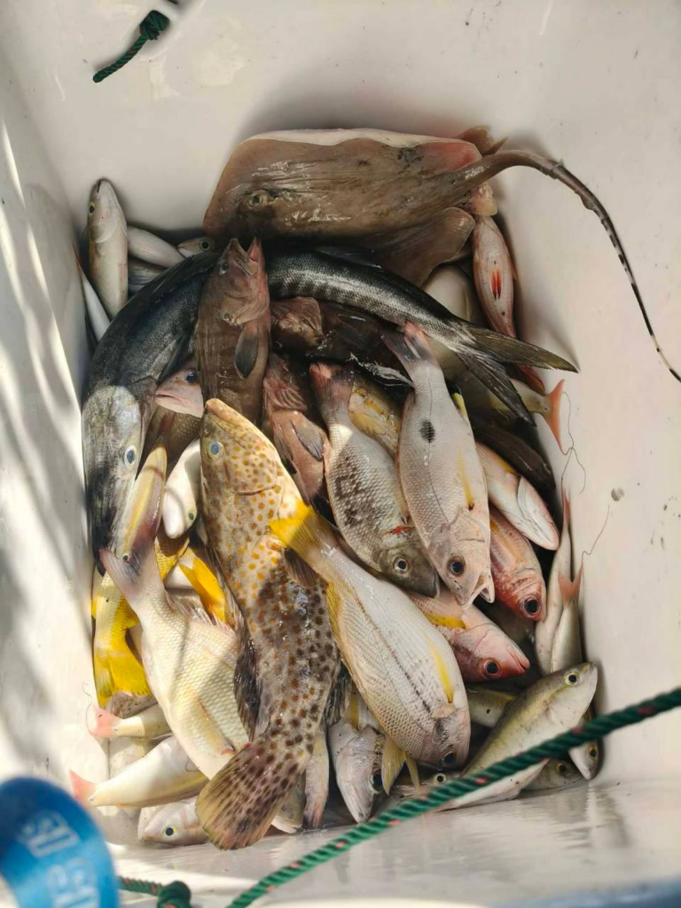 파타야 바다 낚시로 잡은 물고기